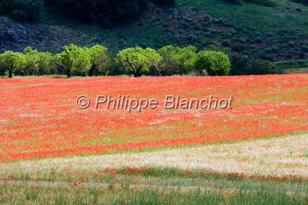 espagne catalogne 15.JPG - Champ de coquelicotsTerres de LleidaCatalogne, Espagne